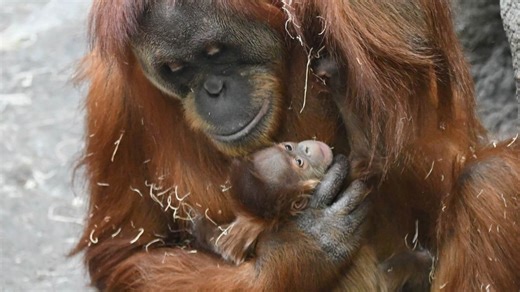 Baby orangutan officially named at Saint Louis Zoo