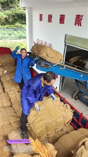 Conveyor to Storage: How a Belt Loader Moves Baled Goods From Truck to Warehouse