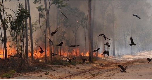 En Australie, des rapaces « pyromanes » ont réussi à domestiquer le feu pour chasser : un rapport scientifique confirme d'anciennes légendes Aborigènes