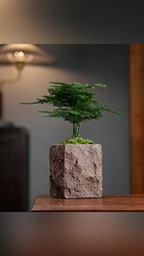 文竹 文竹盆栽大气工位文竹罗汉松室内绿植桌面植物客厅小盆景好养植物#室内绿植 #小盆景 #工位装饰 #文竹盆栽 #好养植物