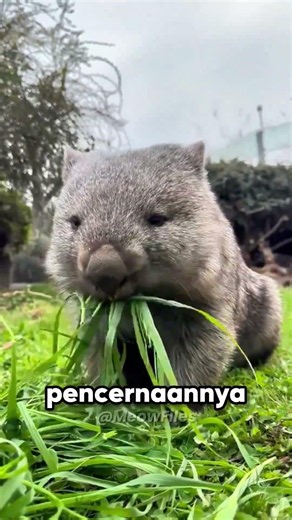 This animal's droppings are shaped like dice