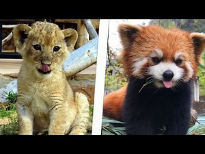 Top 5 Cutest Animals in the World (You’ll Instantly Fall in Love 😍)