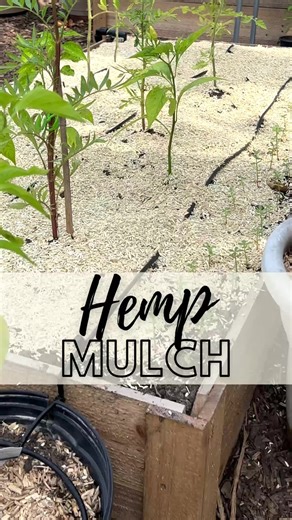 Transform Your Garden with Mindful Hemp Mulch