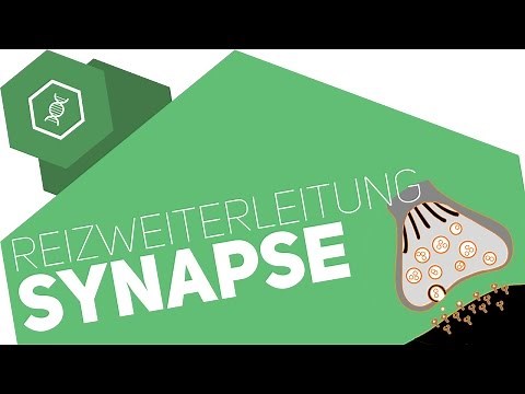 Synapse - transmission of stimuli