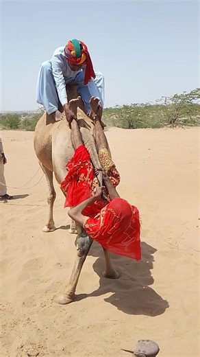 مشهد لا يُصدق! فتاة تتحدى السقوط عن الجمل