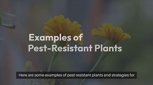 Pest Resistant Plants for Your Garden
