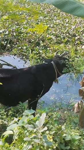 Cow farming in America