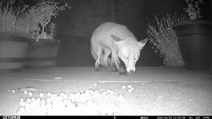 Foxes 🦊 ❤️ The male fox keeping the vixen away with his rear end. Interesting behaviour. The female looks as if she has cubs, although I have not yet seen them. #putmanandrobin #fox #wildlife #springwatch #bbcsoutheast #photooftheday #beautifulanimals #nature #naturelovers #winterwatch #rspb #rspb_love_nature #canon5dmarkiv #autumnwatch #bbcwildlifemagazine #bbcwildlifepotd #bbccountryfile #vixen #redfox #foxlovers #bbcearth #ukwildlife #britishnature #wildlifephotography | Putman and Robin