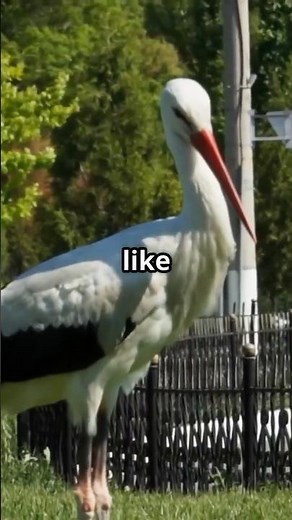 Storks: The Majestic Travelers with Secret Survival Skills!🕊️|Fascinating Facts! #StorkFacts #Birds