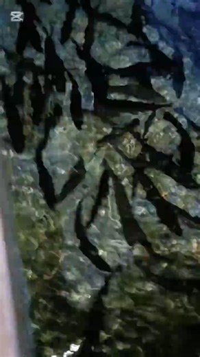 Cooking Over Fire 🔥 Simple Village Food