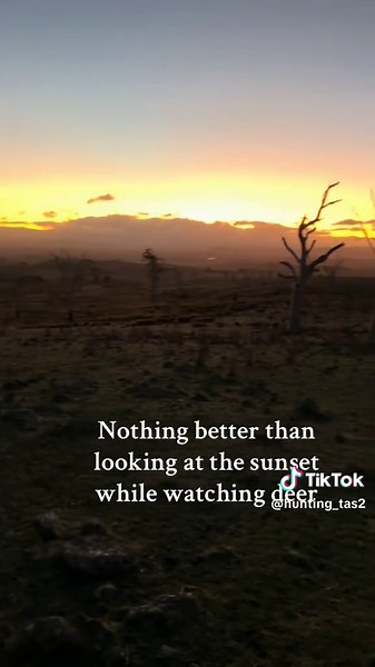 #hunting #fallowdeer #sunset #tasmania #stags #fyp #viral #hunter #deer #tas #kangaroo