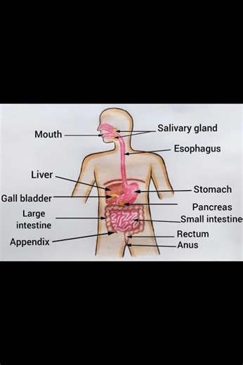 How to Draw Human Digestive System easily for beginners