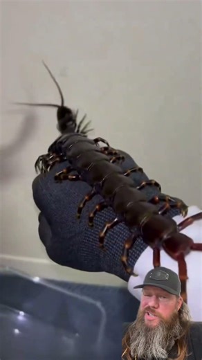 Venezuelan giant centipede. #crazy #amazing #crazystory #themoreyouknow