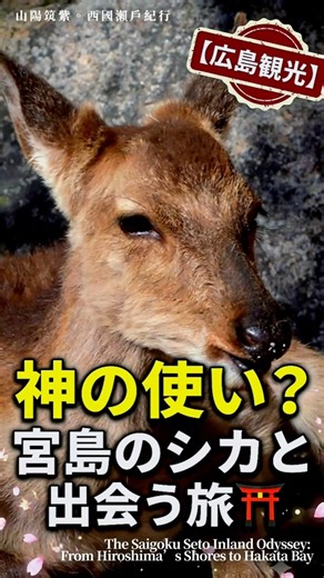 神の使い？宮島のシカと出会う旅 🦌⛩️【広島観光】#嚴島観光 #宮島散歩