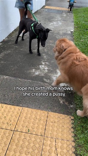 Scared of real dogs and fake dogs too🤷🏻‍♀️ #dogsoftiktok #goldenretriever #funnyvideos #2026 #fyp