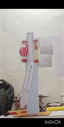 Extension & Flexion Model | Anatomy & Physiology | B.Sc. Nursing #bscnursing #nursingstudents