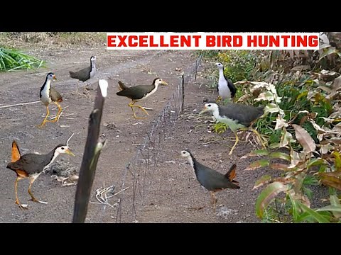 Traditional Bird Hunting – Village Style Trap Method | BirdHunting | Bird Trap