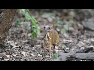 Lesser Mouse-deer