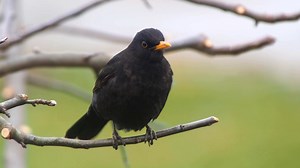 Common blackbird singing (Turdus merula) Eurasia, North Africa, Canary Islands, South Asia, Australia, New Zealand. | BIRDS & Nature