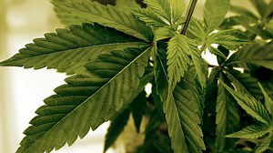 Recreational marijuana becomes legal in Ohio this week: What you need to know