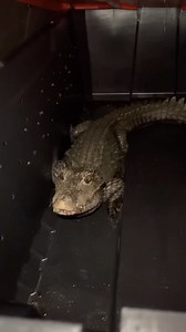 Cranky African dwarf crocodile
