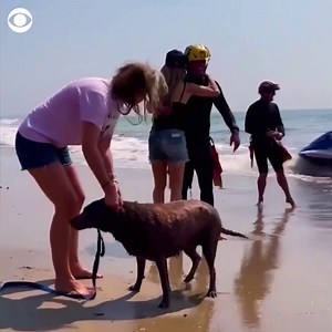 BEACH RESCUE: Lifeguards sprang into action to retrieve a dog that swam about 600 yards off the shore of Malibu, California. | CBS News