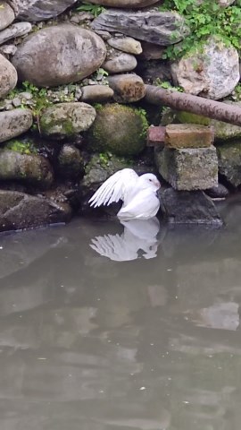 Boy Rescues Pigeon from Pond
