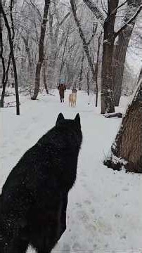 Live Hard to Be Hard: Exercising During a Snowstorm 💪🥶