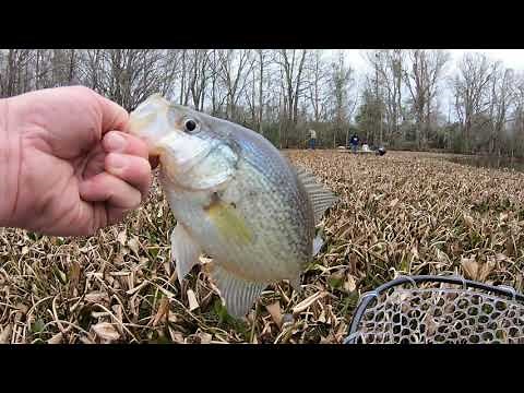 Santee Cooper Crappie Fishing