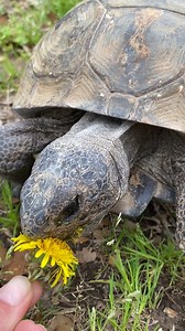 Turn your sound up for the CRUNCH! Did you know that a turtle's mouth is actually called a beak? Turtles do not have teeth, instead their beaks are adapted for the food that they consume. This gopher tortoise uses his beak to munch on plants such as dandelions. 🎥: Meaghan Huseman | Mississippi Museum of Natural Science