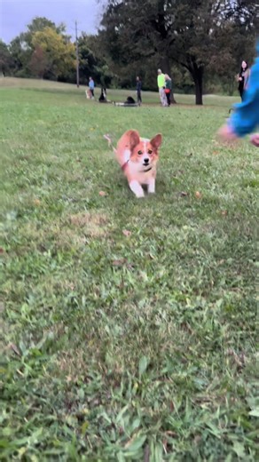 Watch My Corgi Showcase Amazing Off-Leash Running Skills!