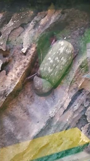 Deathwatch (wood boring beetle) beetle model in Natural History Museum