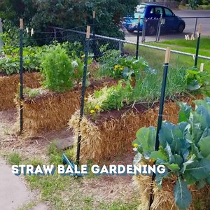 99K views · 6.3K reactions | This just may be the greatest "gardening HACK" ever developed! | Learn to Grow a Straw Bale Garden | Facebook