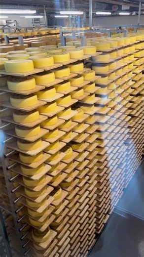 Swiss Appenzeller Cheese production 🇨🇭🧀 Probably one of the best quality cheeses in the world