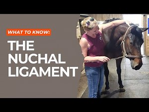 What you Need to Know About the Nuchal Ligament