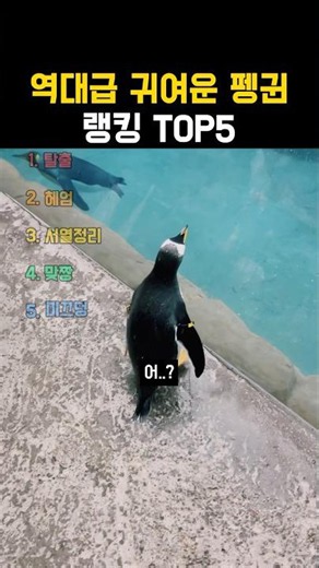 역대급 귀여운 펭귄 랭킹 TOP5
