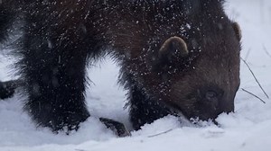 Wolverine Gulo Gulo Foraging Food Snow: Stockvideos & Filmmaterial (100 % lizenzfrei) 1025725082 | Shutterstock