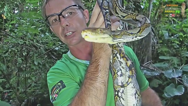 Reticulated python | Nature's apex predator strikes