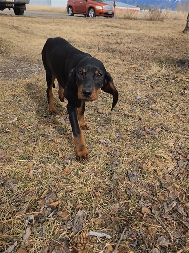 Meet Augustus: The Hound Dog I Never Knew I Needed