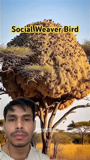 Amazing Social Weaver Bird Nest Building! 🐦 #shorts #birds #facts #animals #birdsnest #nestbuilding