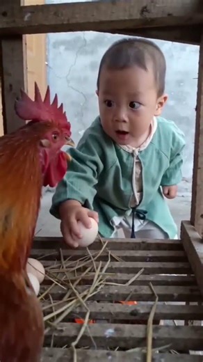 Baby Playing with Chicken 🐔😍 | Super Cute & Funny Moments"