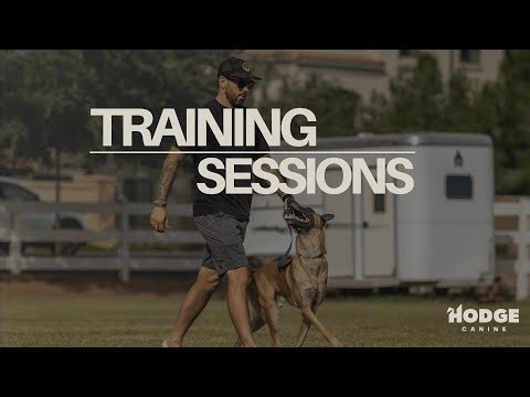 Whiskey | Training Sessions - Tethering