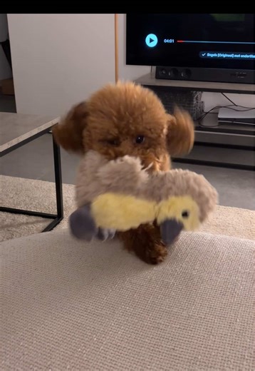 Adorable Red Toy Poodle Playing with His Favorite Toy