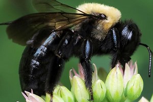 Mason Bee Revolution