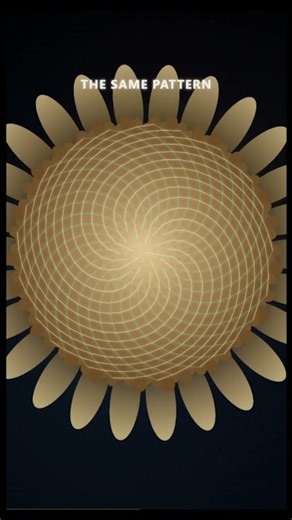 Fibonacci Is Hiding in Nature 🌻 | The Pattern Behind the Beauty