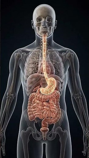 HOW DOES YOUR BODY MAKE POOP?