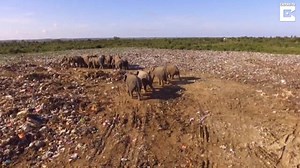 7.9K views · 272 reactions | This heartbreaking footage shows a herd of wild #elephants eating #plastic & toxic waste in a dumping ground in search of food. Six have died! https://netzfrauen.org/2017/07/15/53133/ | Netzfrauen | Facebook