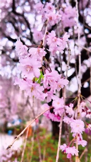 Korea's Most Dramatic Spring Tree — Inside a 1,000-Year-Old Temple 🍃