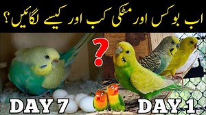 Ab box or matki kab lagane he / Budgies,lovebirds,cocktail breeding tips and season | Mujeeb Birds breeding youtube