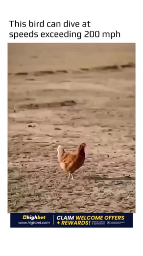 @earthspctr on Instagram: "The peregrine falcon is the fastest animal on Earth, reaching speeds of over 200 mph during a hunting dive known as a stoop. Some documented dives have approached 240 mph. The falcon climbs to a high altitude, locates its prey with exceptional vision, then folds its wings into a streamlined shape and plunges straight downward. The strike occurs within seconds. Near impact, the falcon extends its talons and hits with enough force to stun or kill its target instantly. Sm